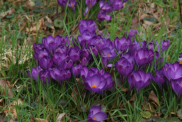 Crocus tommasinianus 'Ruby Giant' bestellen